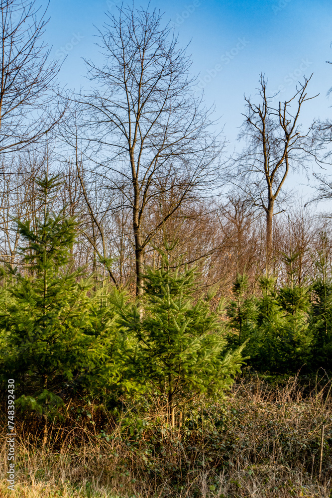 Wiederaufforstung im Mischwald Wiederaufforstung im Mischwald