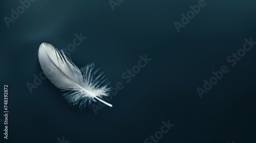 Serene Single Feather Close-Up on Dark Background