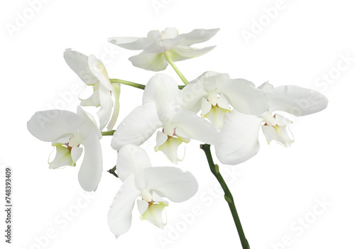 Branch with beautiful orchid flowers isolated on white