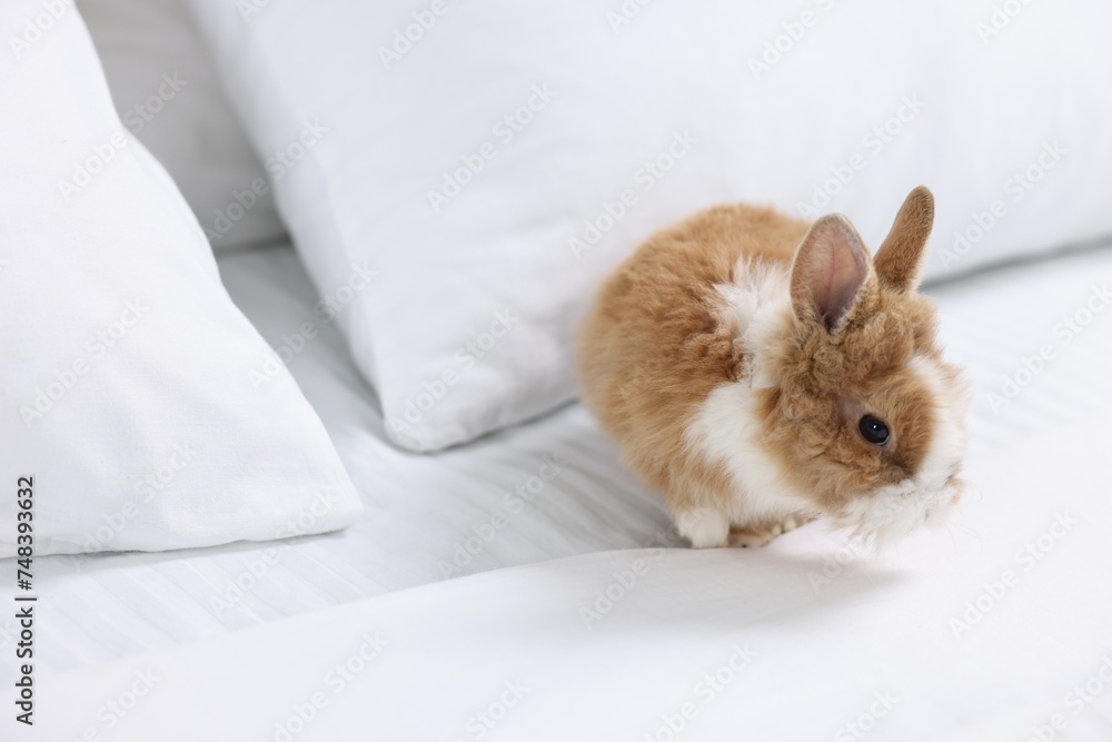 Cute fluffy pet rabbit on bed. Space for text Cute fluffy pet rabbit on bed. Space for text