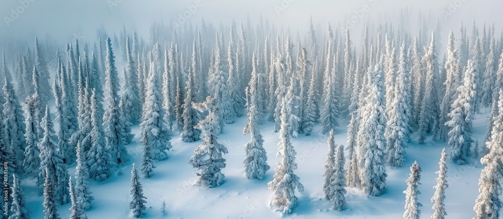 An aerial perspective of a winter scene in the Taiga, showcasing a dense forest blanketed in snow. Pine trees are visible, standing tall amidst the white landscape. An aerial perspective of a winter scene in the Taiga, showcasing a dense forest blanketed in snow. Pine trees are visible, standing tall amidst the white landscape.