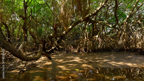 River in rainforest of Australia. Action. Calm river and jungles in hot summer region. © Media Whale Stock