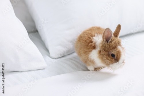 Cute fluffy pet rabbit on bed. Space for text