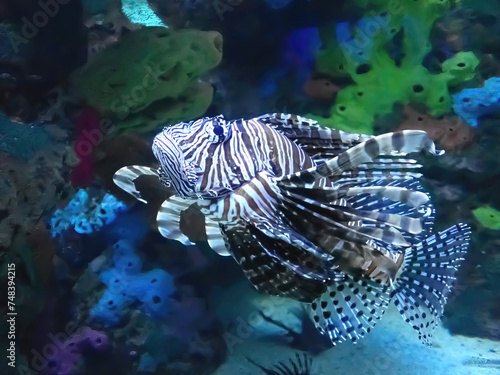 Fish swimming under water