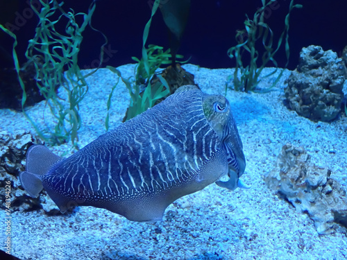 Photography Creature under the ocean