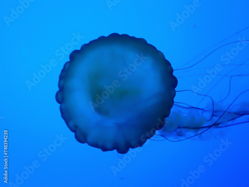 Jellyfish floating in a field of blue