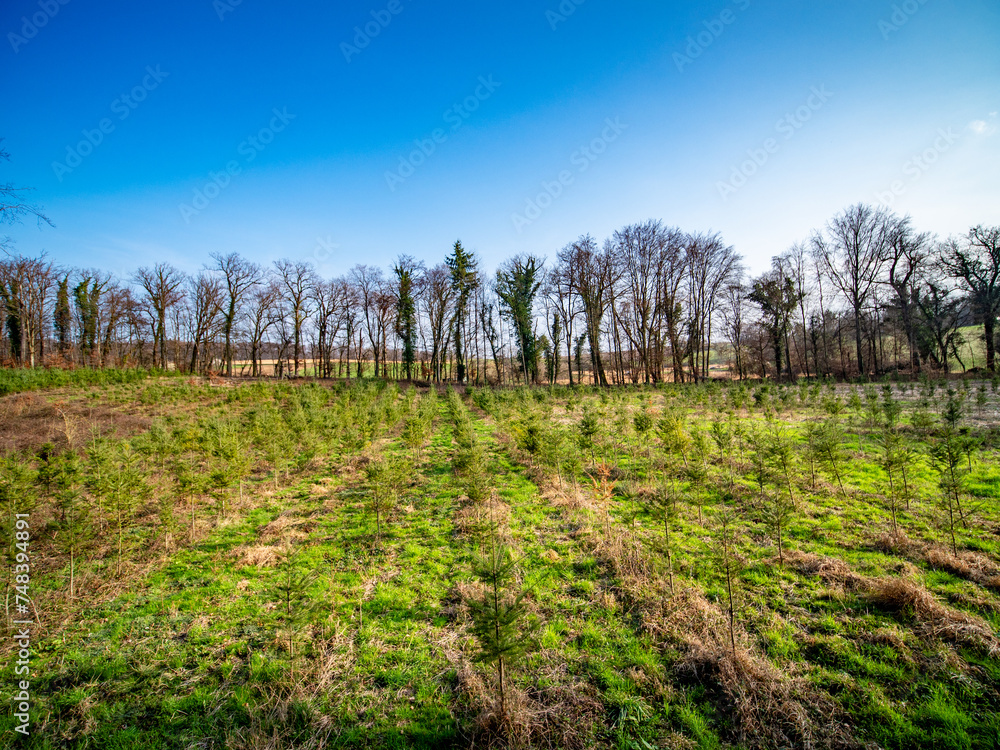 Wiederaufforstung im Mischwald Wiederaufforstung im Mischwald