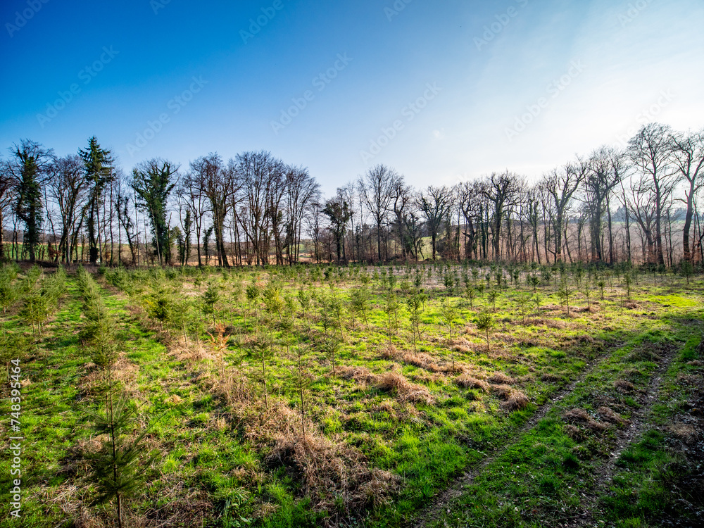 Wiederaufforstung im Mischwald