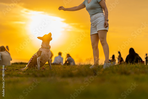 Dog Awaiting Owner's Command at Sunset in Park