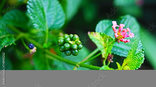 The tembelekan plant (Lantana camara) has other names that you may be more familiar with, such as lantana, kembang satek, saliraya, mainco, teterapan, tembelek, saliyere, or cente. photo