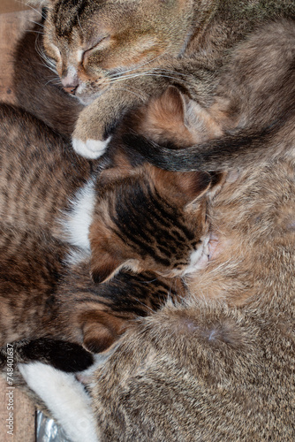 mother cat feeding her kittens with milk at vertical composition