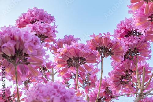 beautiful blooming Tabebuia Rosea or Tabebuia Chrysantha Nichols under blue sky horizontal composition photo