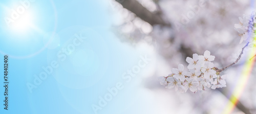 春 満開の桜の花の季節の背景 タイトルスペースにレンズフレア・入学入社新生活のイメージ 