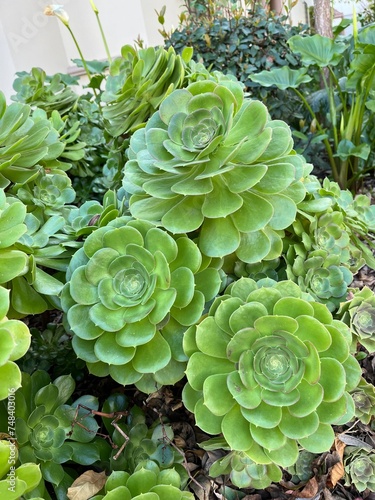 Succulent 2