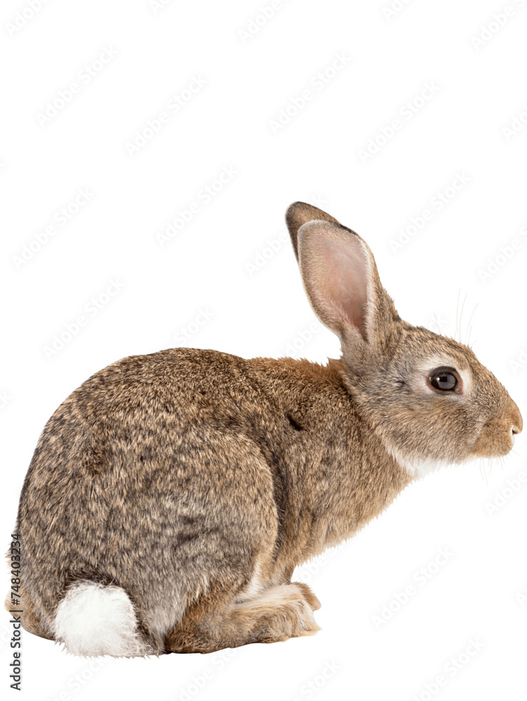 Obraz premium rabbit isolated on white
