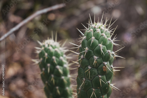 close up of cactus