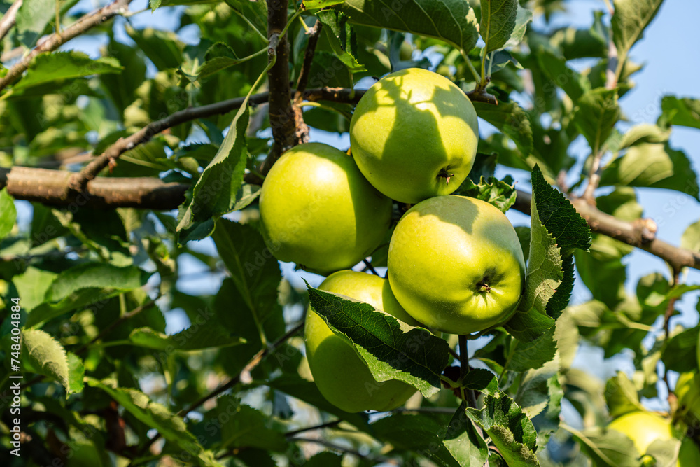 beautiful green honeycrisp apples on tree ready for fall harvest