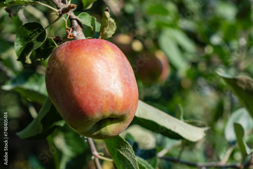 Gravenstein Apples ripening on the branch between green leaves