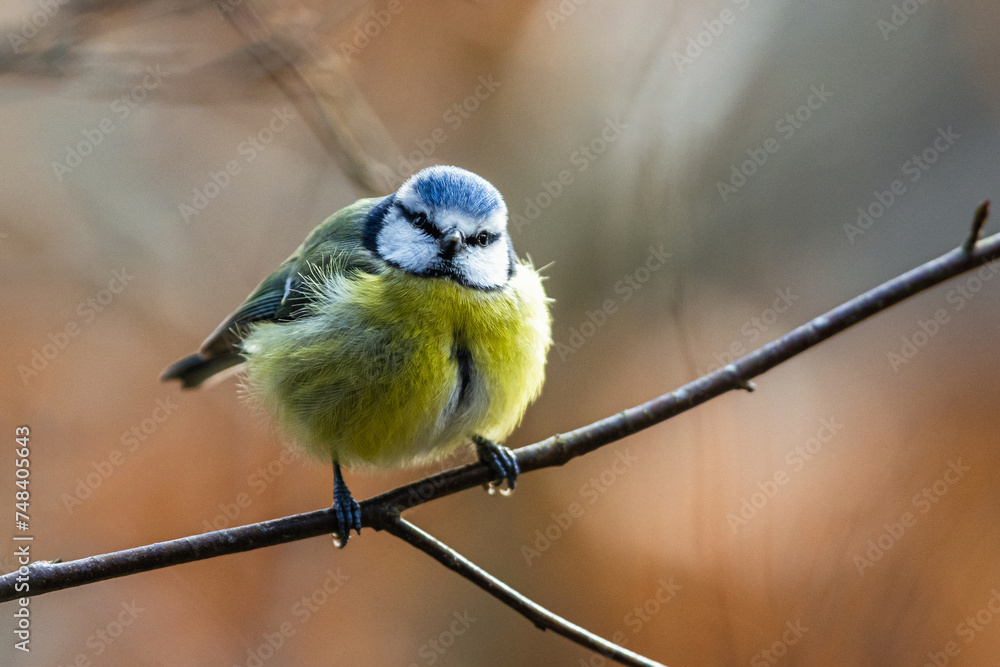 Obraz premium Blue Tit, Cyanistes Caeruleus, bird in forest at winter time