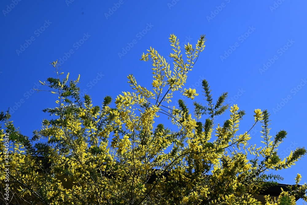 Cootamundra wattle ( Acacia baileyama ) flowers. Fabaceae evergreen tree native to Australia. Blooms many yellow flowers in spring.