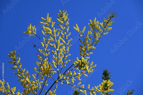 Cootamundra wattle ( Acacia baileyama ) flowers. Fabaceae evergreen tree native to Australia. Blooms many yellow flowers in spring. photo