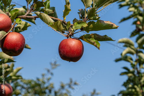 jonagold Apples ripening on the branch between green leaves