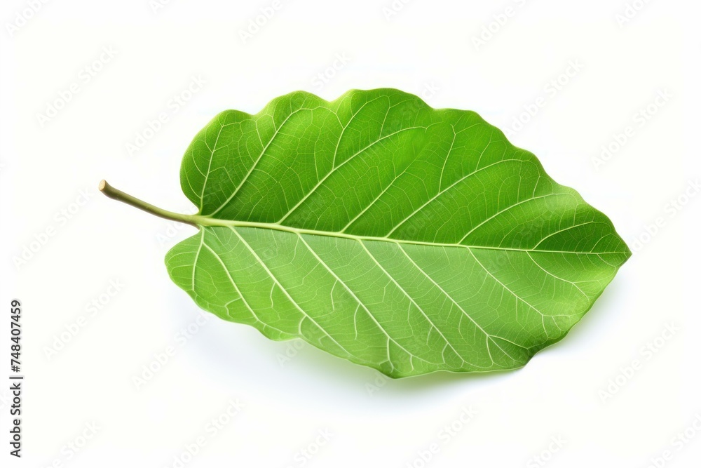 Fototapeta premium Glossy One green leaf of fig tree. Nature flora exotic botanic season. Generate Ai