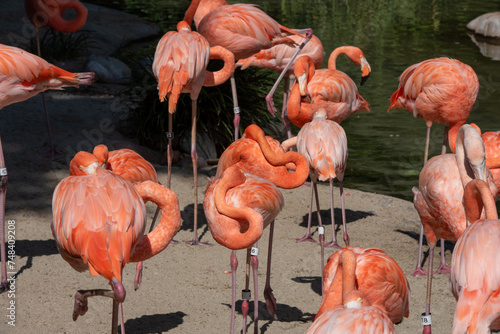 Pink Flamingos play in shallow water