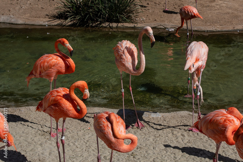 Pink Flamingos play in shallow water