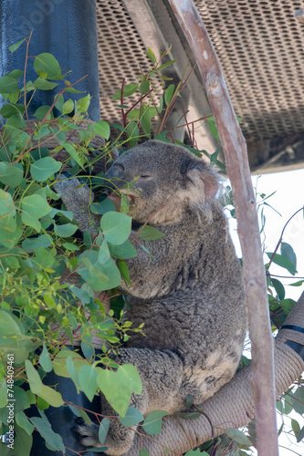 Photography Koala Bear eats eucalyptus leaves