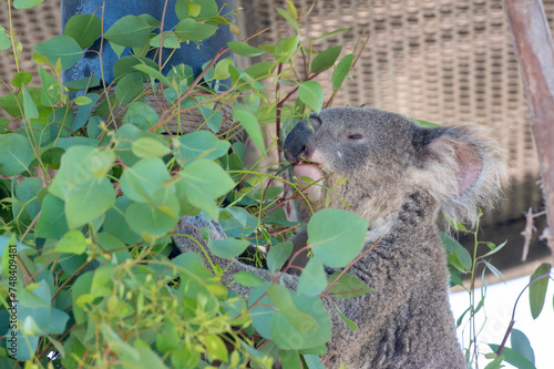 Photography Koala Bear eats eucalyptus leaves