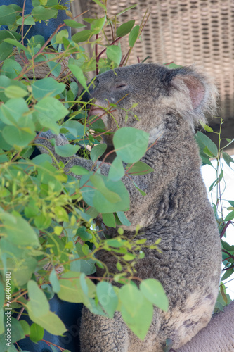 Canvas Print Koala Bear eats eucalyptus leaves