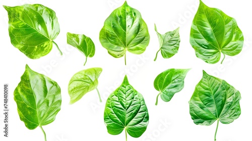 Set of beautiful form green leaves isolated on white background Leaves are beautiful in shape and light : Generative AI © Generative AI