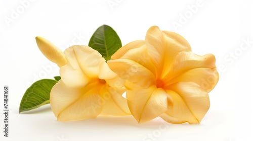 Allamanda or golden trumpet beautiful yellow flower isolated on white background : Generative AI photo