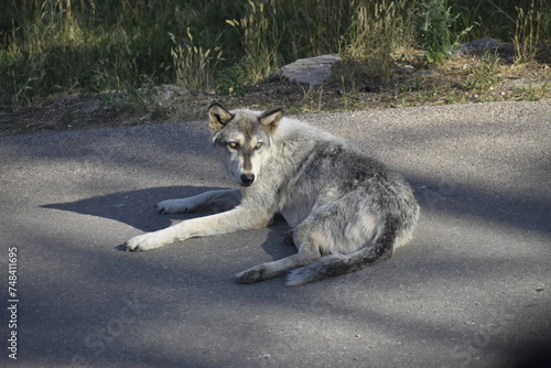 wolf in the zoo