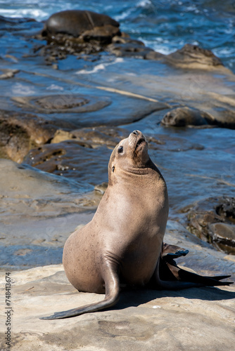 Seals and Sea Lions play on rocky beach at the pacific ocean in california