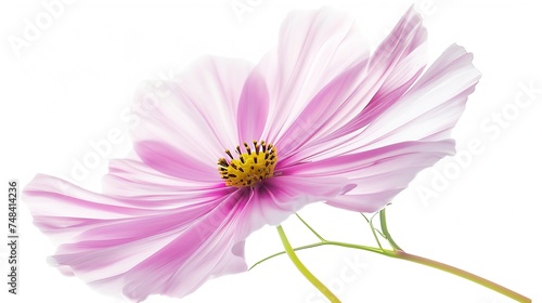 Beautiful Cosmo Flower isolated on white background : Generative AI © Generative AI
