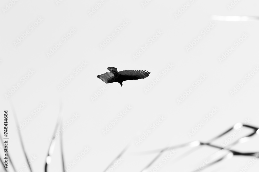 Obraz premium A black and white image of a crow flying in the sky.