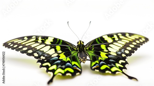 A closeup of Beauty butterfly Green Dragontail Lamprotera meges virescens rest on ground and white background : Generative AI photo