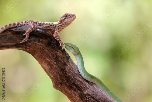 snake, viper, viper snake, tropidolaemus subannulatus, lizard, bearded dragon, A tropidolaemus subannulatus viper snake and a bearded dragon on a log photo