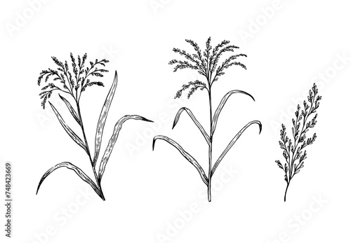 Rice plants and ears. Black and white sketch vector illustration.