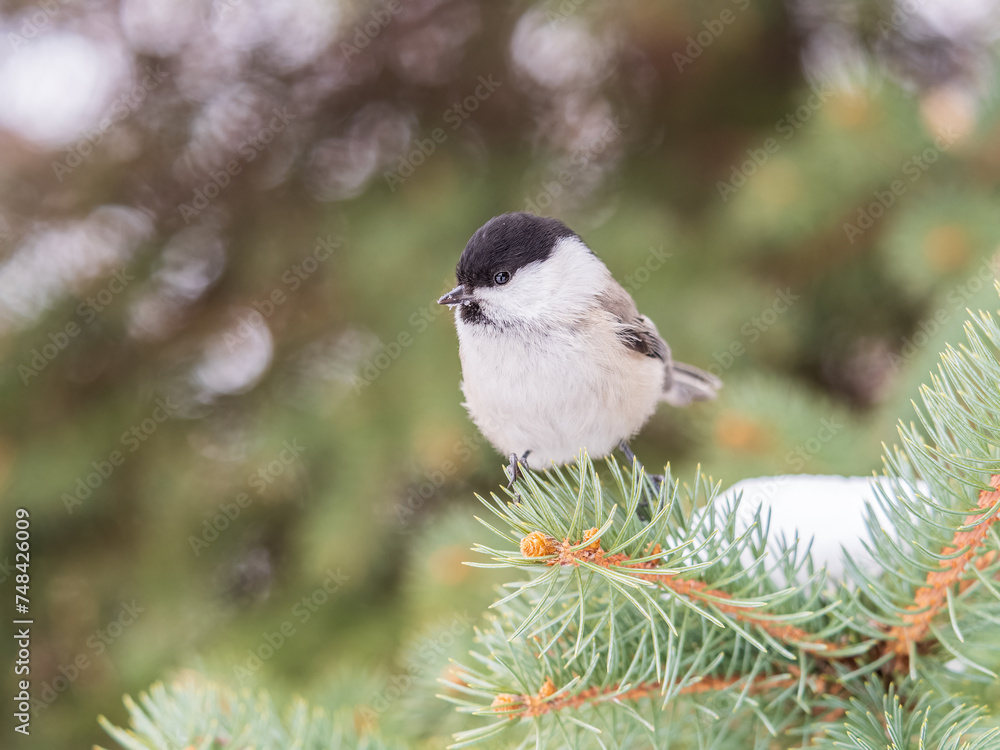 Naklejka premium Cute bird the willow tit, song bird sitting on the fir branch