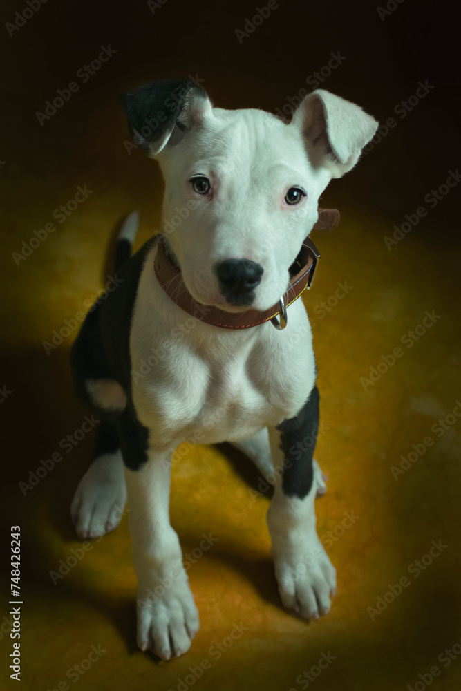 an adorable little puppy on a black background