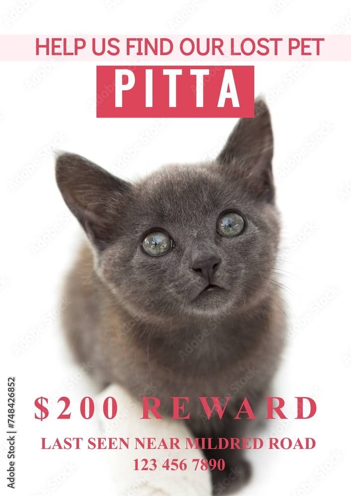Naklejka premium Composition of help us find our lost pet pitta text over cat on white background