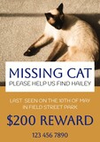 Composition of poster with missing cat text over cat on orange background