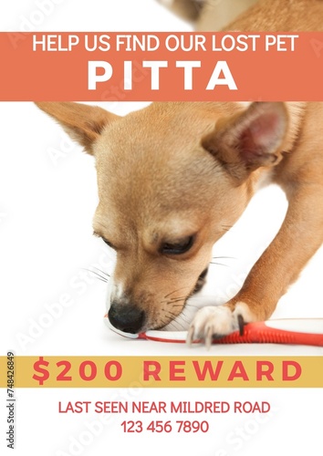 Fototapeta Composition of help us find our lost pet pitta text over dog on white background