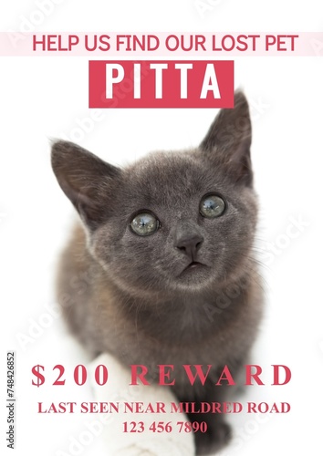 Composition of help us find our lost pet pitta text over cat on white background