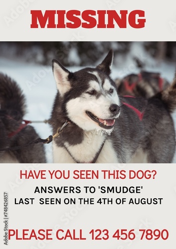 Composition of poster with missing have you seen this dog text over dog on white background