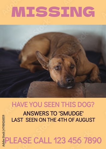 Composition of poster with missing have you seen this dog text over dog on orange background