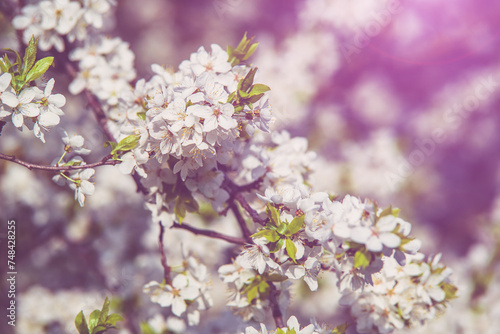 Cherry blossom branch in the garden in spring © licvin